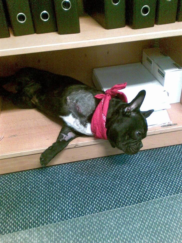 Fransk bulldog Toby 3-benet R.I.P billede 6