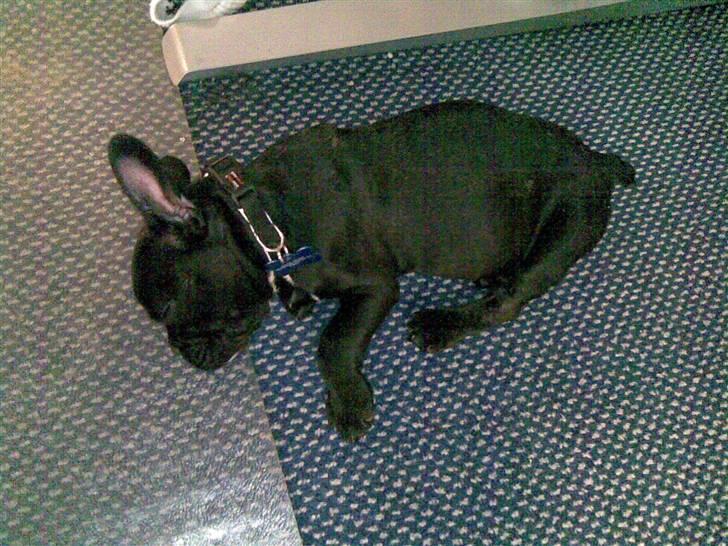 Fransk bulldog Toby 3-benet R.I.P billede 7