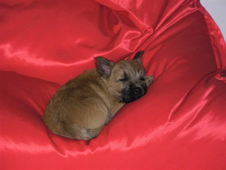 Cairn terrier Mille billede 2