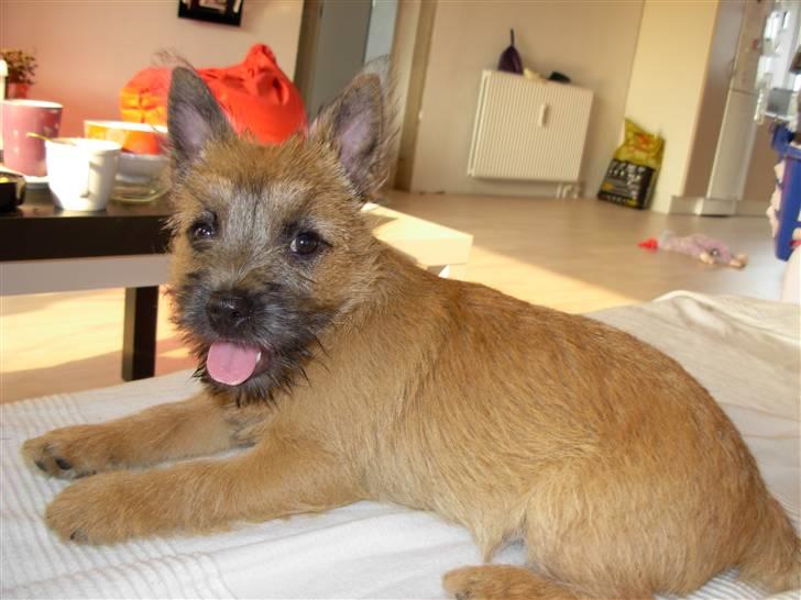 Cairn terrier Mille billede 3