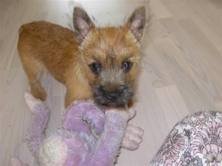 Cairn terrier Mille billede 4