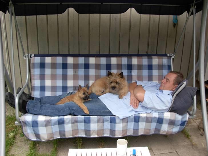 Cairn terrier Mille billede 5