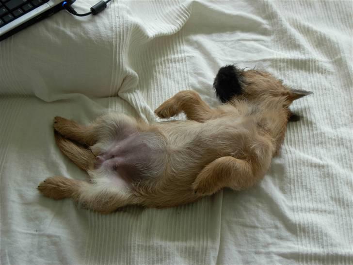 Cairn terrier Mille billede 6