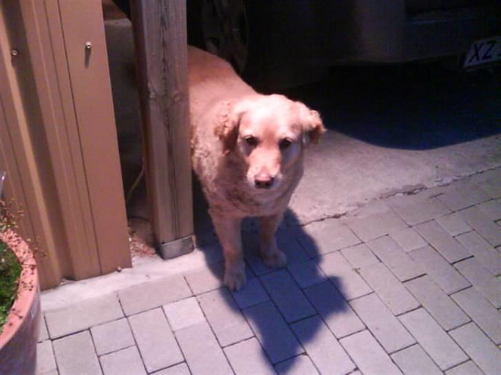 Golden retriever bonnie - jeg sys jeg så noget ? billede 18