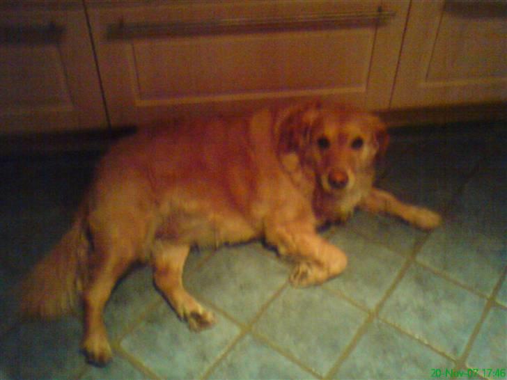 Golden retriever bonnie - det er dejligt at leve :) billede 19