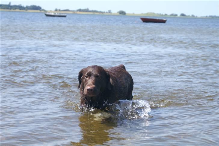 Blanding af racer Balto billede 12