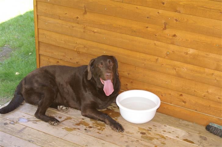 Blanding af racer Balto - Det er hårdt at være aktiv. billede 13