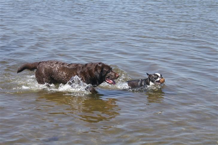 Blanding af racer Balto billede 14