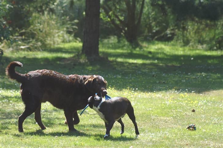 Blanding af racer Balto - Så leger vi lige i haven. billede 15