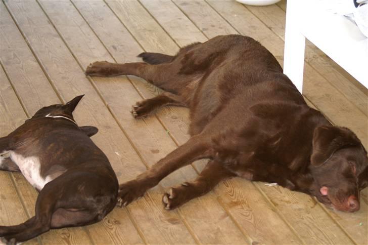 Blanding af racer Balto - Balto og Elvis, meget trætte efter en tur i vandet. billede 16