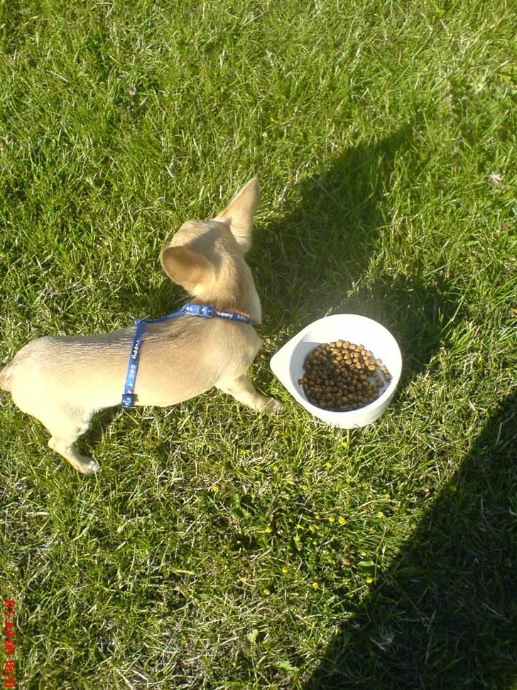 Chihuahua .··..··. Oscar.··..··.  billede 15