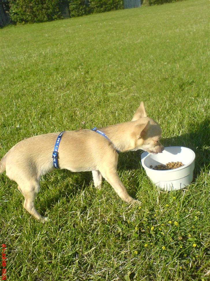 Chihuahua .··..··. Oscar.··..··.  billede 16