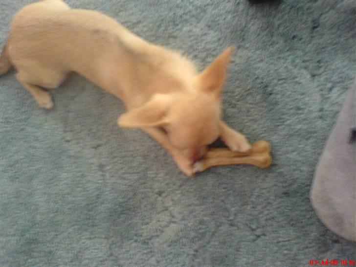 Chihuahua .··..··. Oscar.··..··.  billede 17