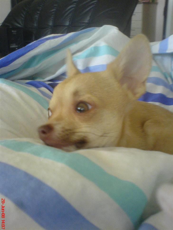 Chihuahua .··..··. Oscar.··..··.  billede 18