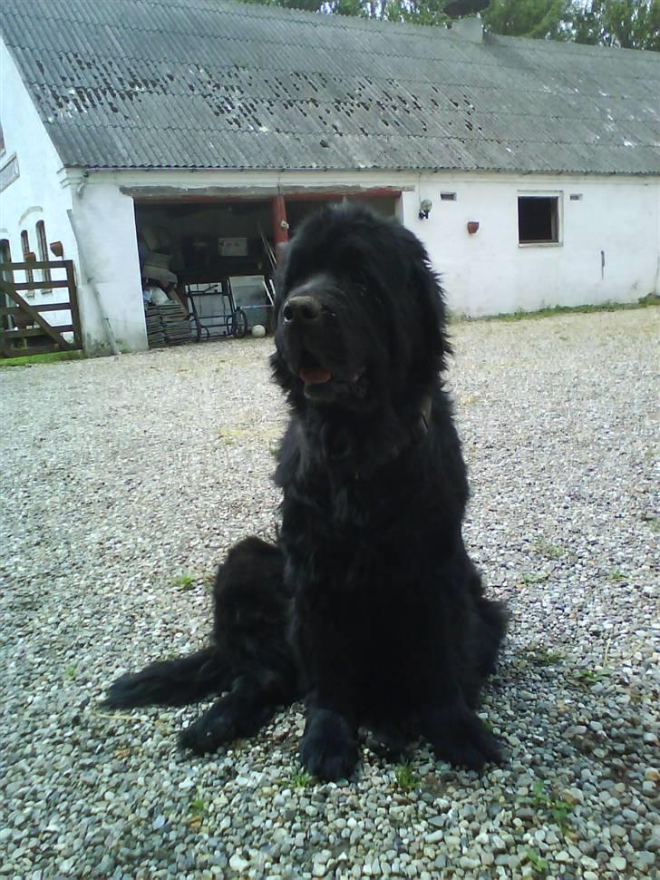 Newfoundlænder Ursulas Perlemor  - hejsa billede 1