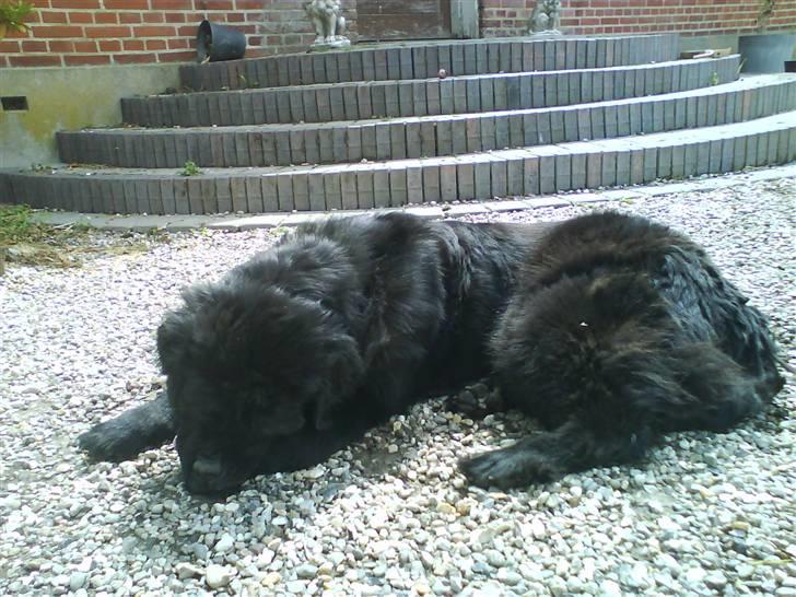 Newfoundlænder Ursulas Perlemor  - vrrr. jeg vil lege billede 2