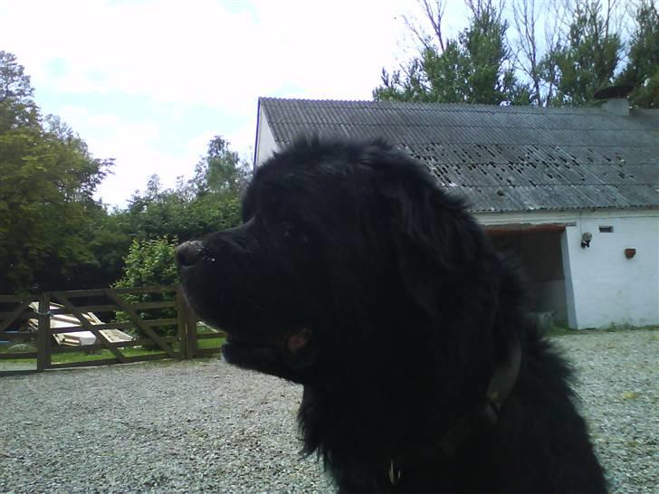 Newfoundlænder Ursulas Perlemor  - hmm jeg er en meget fin hund billede 3