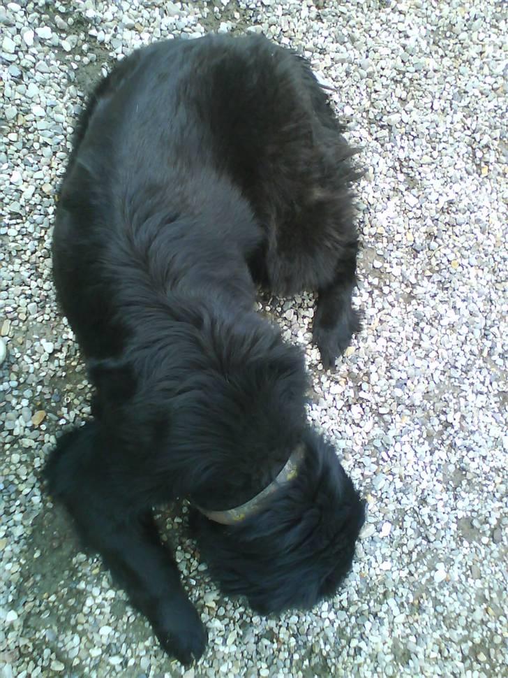 Newfoundlænder Ursulas Perlemor  - godnat billede 4