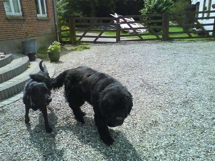 Newfoundlænder Ursulas Perlemor  - vent lidt jeg kommer nu billede 5