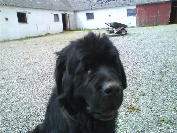 Newfoundlænder Ursulas Perlemor  - hej steffanie billede 6