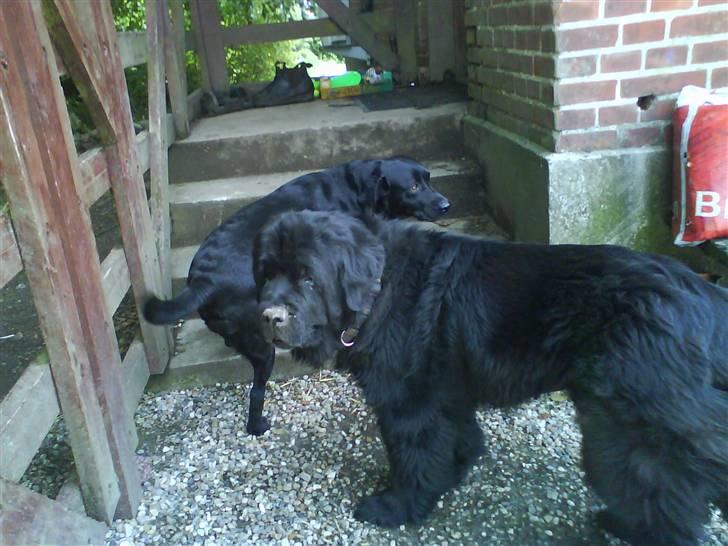 Newfoundlænder Ursulas Perlemor  - puha det er varmt her ude jeg går ind og spiser mit kødben billede 7