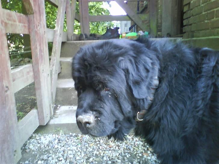 Newfoundlænder Ursulas Perlemor  - farvel billede 8