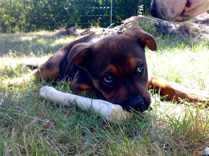 Blanding af racer Amstaff/Rotte - Specki* billede 12