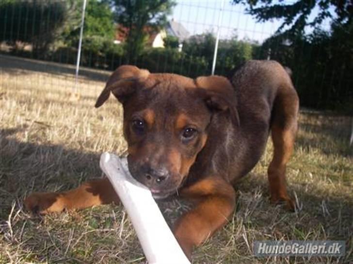 Blanding af racer Amstaff/Rotte - Specki* billede 13