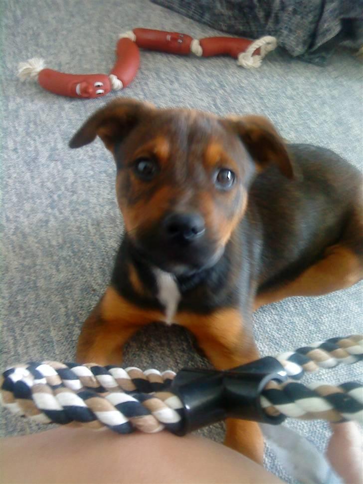 Blanding af racer Amstaff/Rotte - Specki* billede 14
