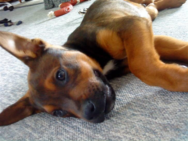 Blanding af racer Amstaff/Rotte - Specki* billede 15