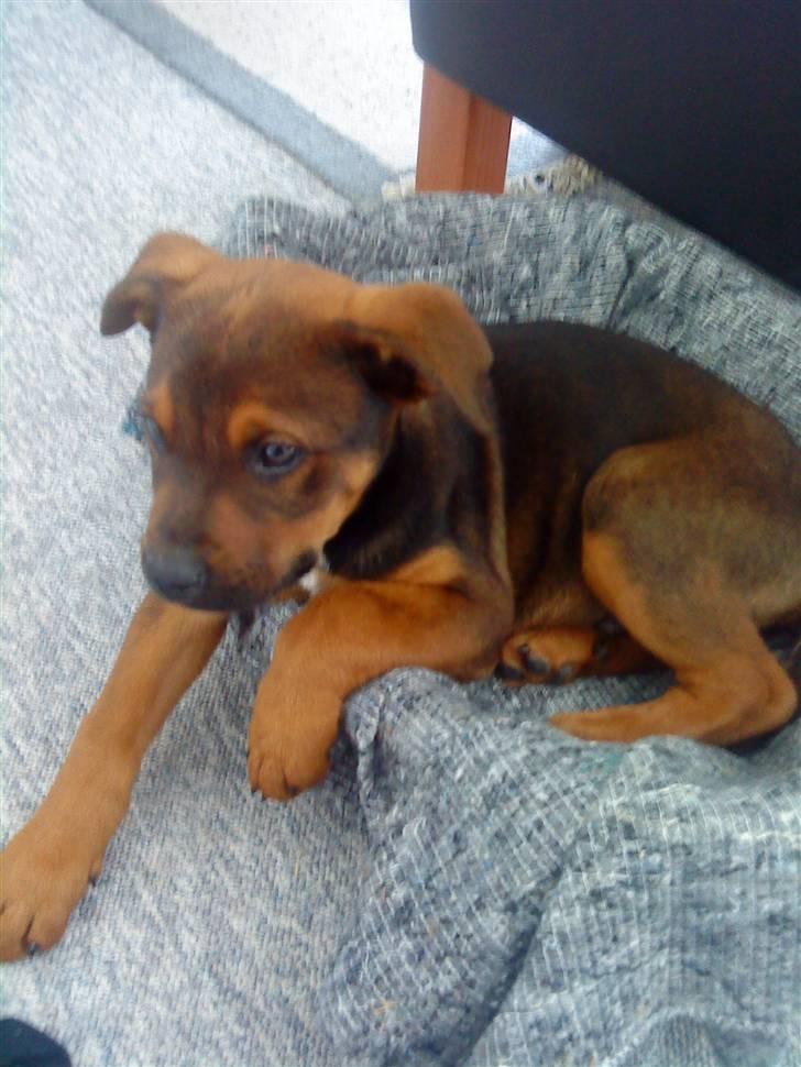 Blanding af racer Amstaff/Rotte - Specki* billede 16