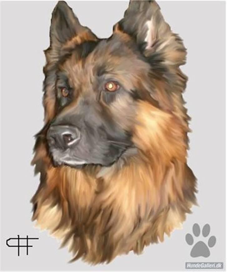 Schæferhund Weibrecht 's Ivo (Albert) billede 7