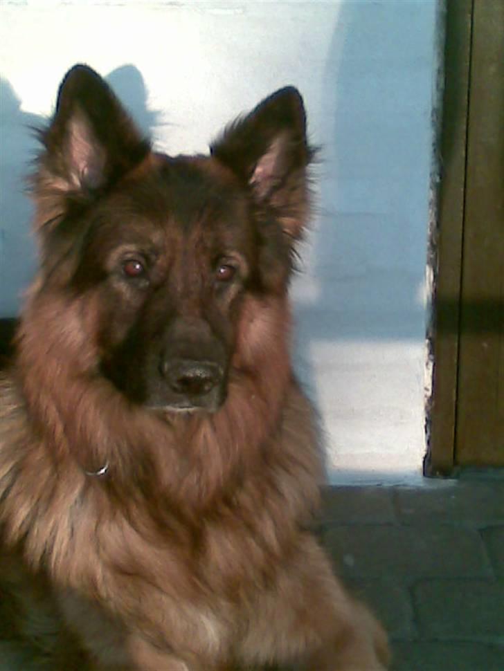 Schæferhund Weibrecht 's Ivo (Albert) billede 8