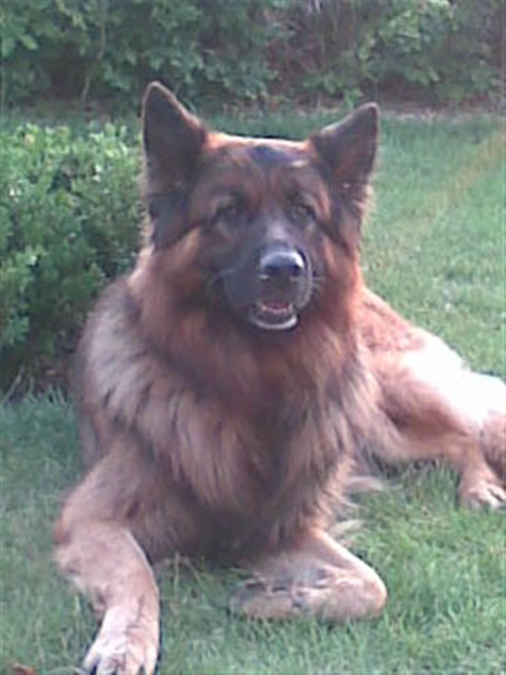 Schæferhund Weibrecht 's Ivo (Albert) billede 9