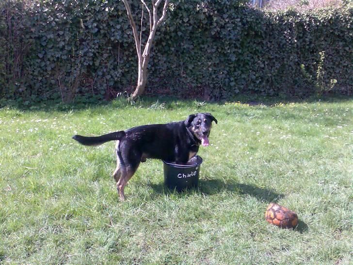 Blanding af racer Nikki billede 17