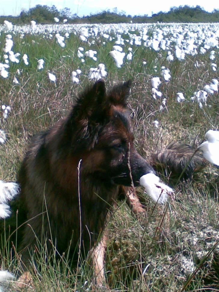 Schæferhund Weibrecht 's Ivo (Albert) - Lige været ude og bade:D billede 10