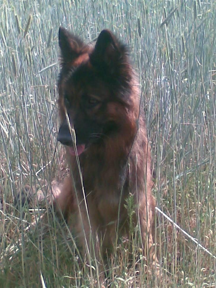 Schæferhund Weibrecht 's Ivo (Albert) billede 11