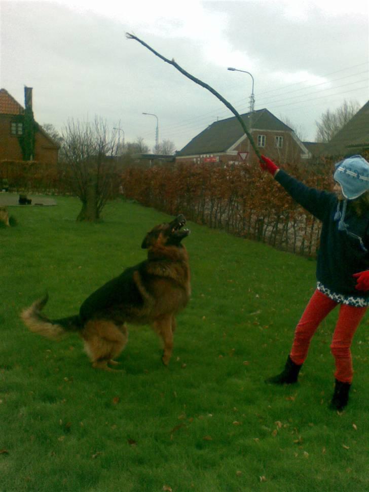 Schæferhund Weibrecht 's Ivo (Albert) billede 12