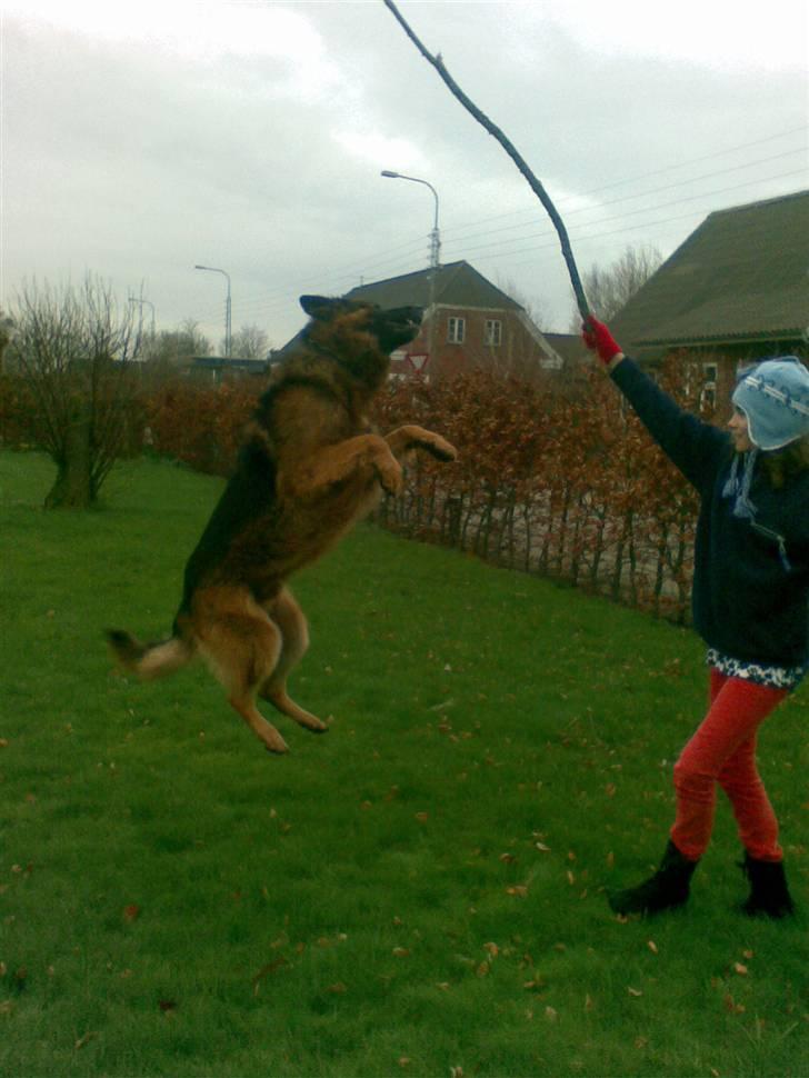 Schæferhund Weibrecht 's Ivo (Albert) billede 13