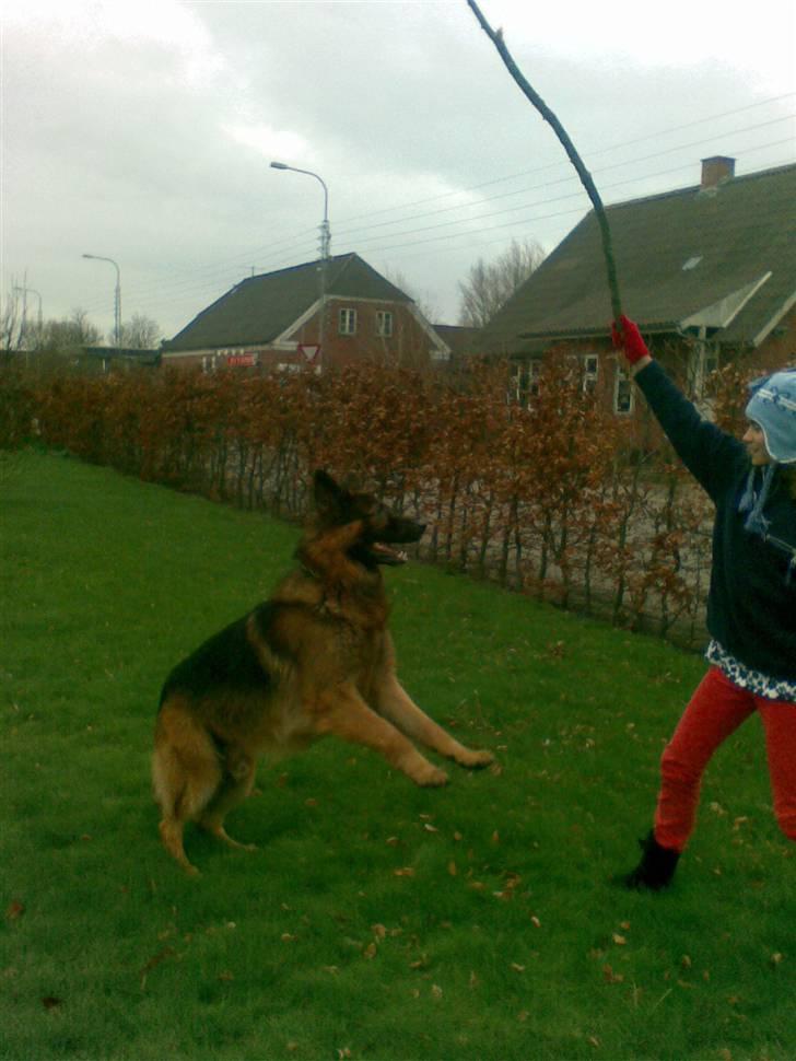 Schæferhund Weibrecht 's Ivo (Albert) billede 14