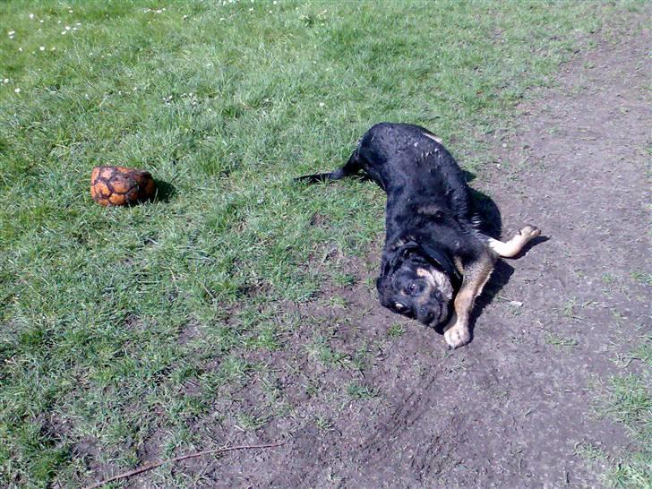 Blanding af racer Nikki billede 18