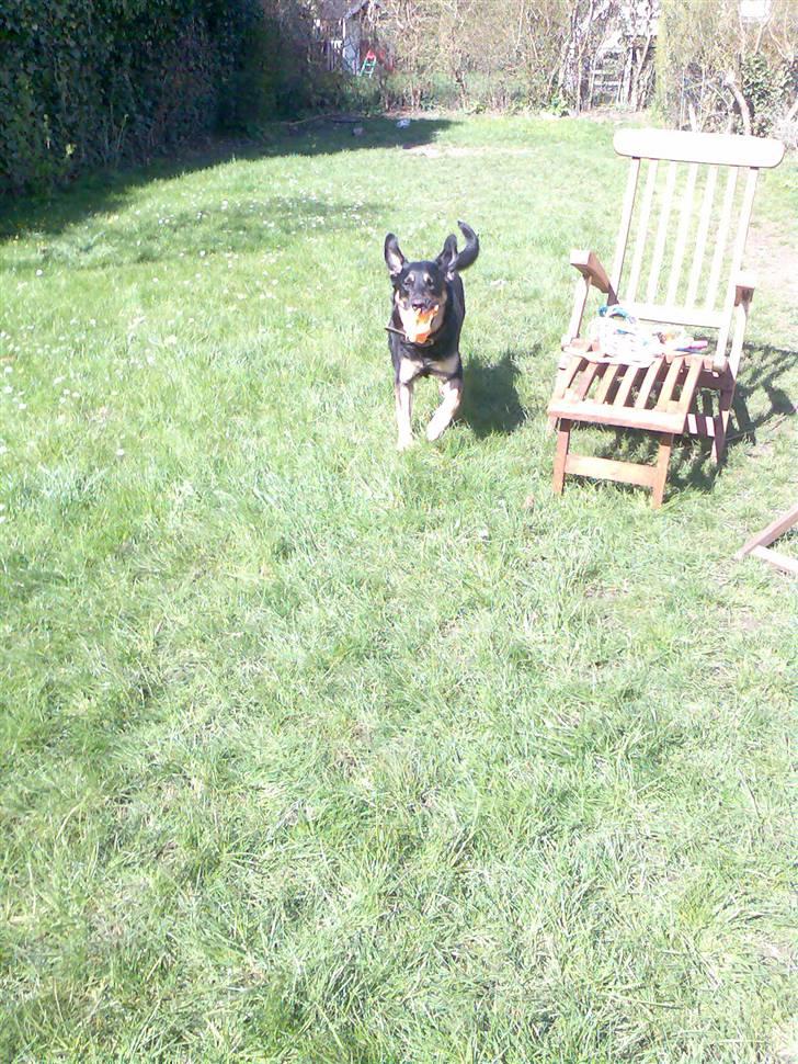 Blanding af racer Nikki billede 19