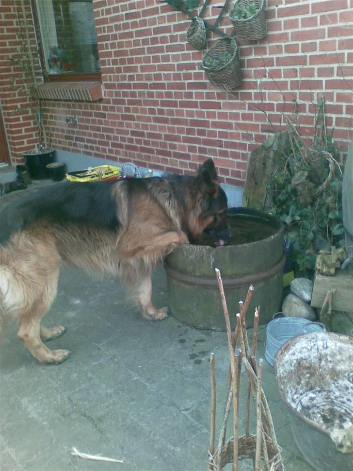 Schæferhund Weibrecht 's Ivo (Albert) billede 15