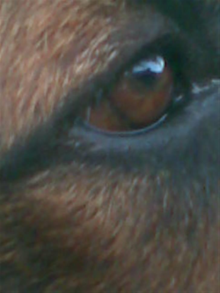 Schæferhund Weibrecht 's Ivo (Albert) billede 16