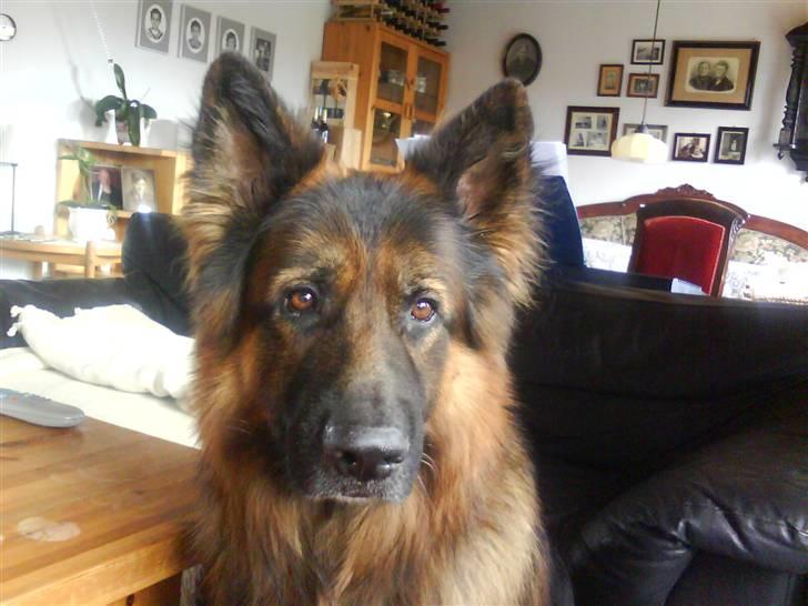 Schæferhund Weibrecht 's Ivo (Albert) billede 17