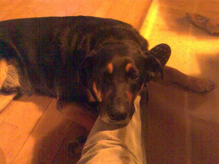 Blanding af racer Nikki billede 20