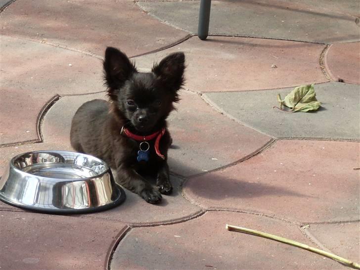 Chihuahua Max - Max er bare så dejlig chihuahua hvalp så flot er han billede 1