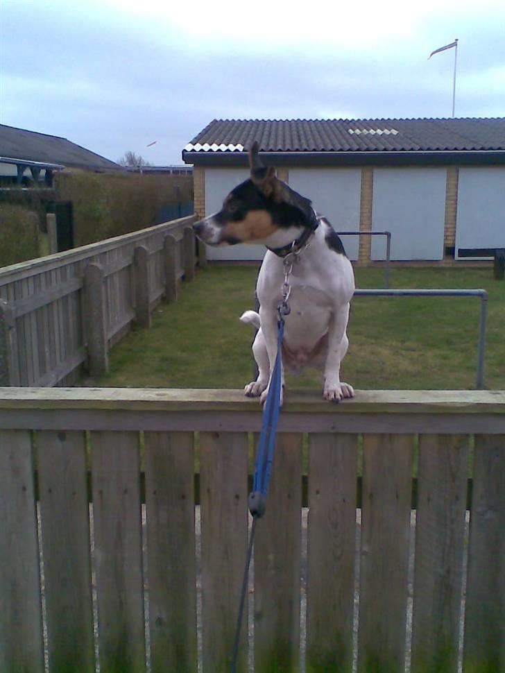 Dansk svensk gaardhund walter billede 19