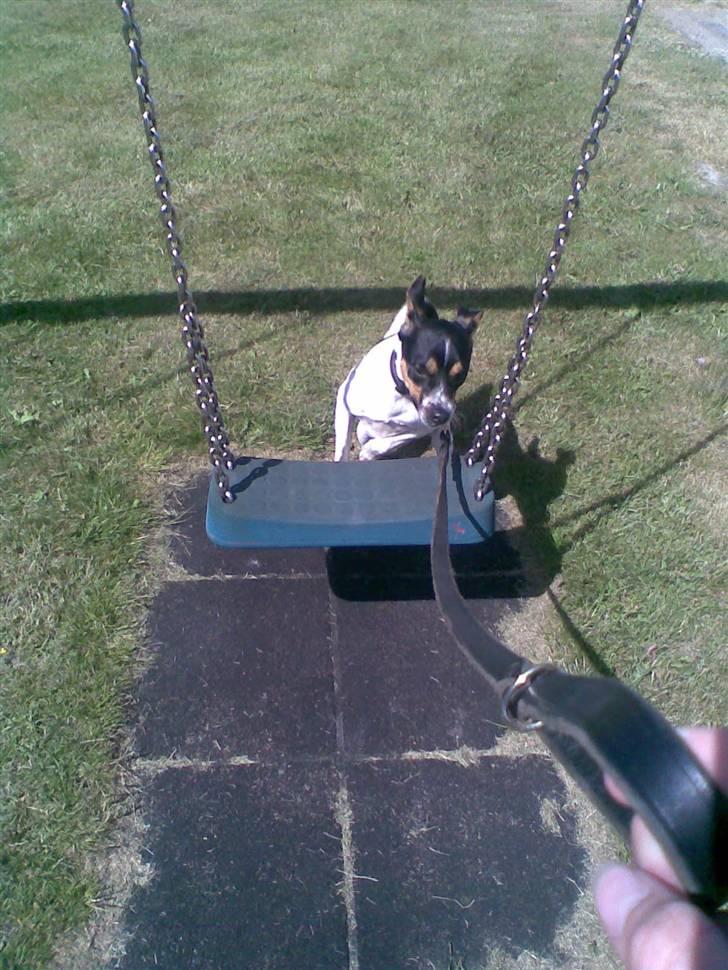 Dansk svensk gaardhund walter - WALTER SPRINGER OVER GYNGEN billede 20