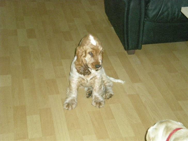 Cocker spaniel sofus billede 3